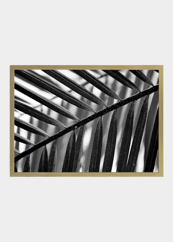 PALM LEAF