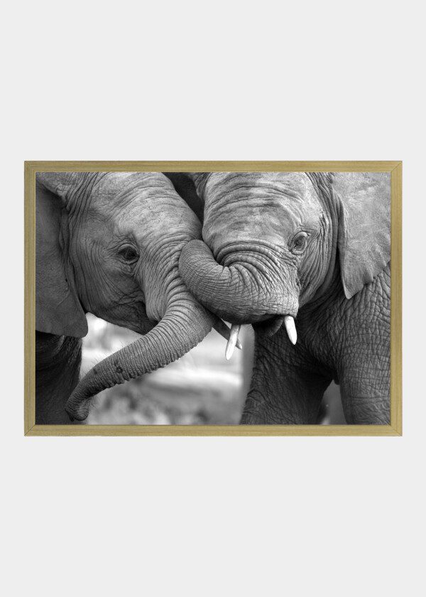 ELEPHANTS