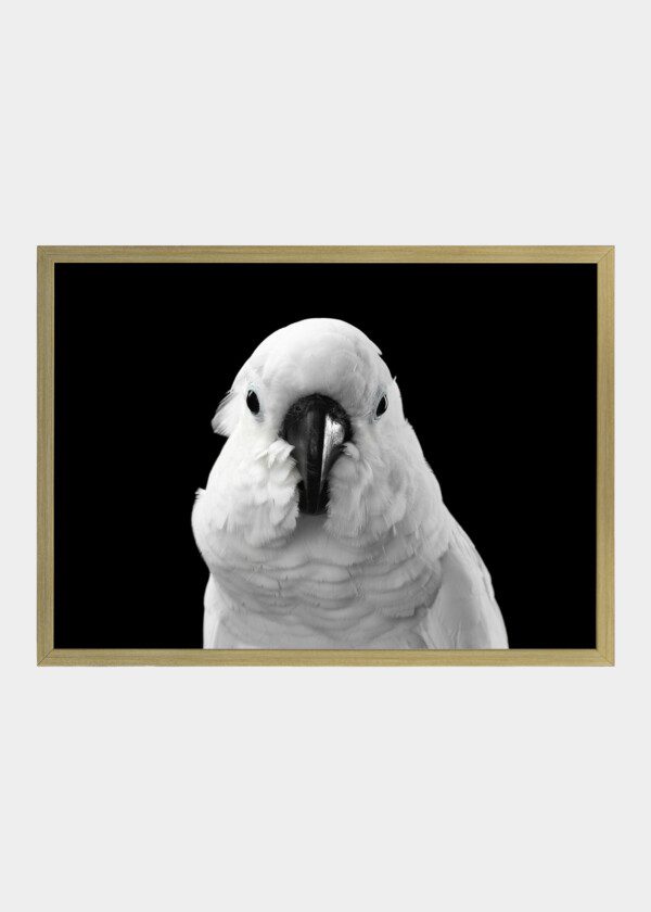 COCKATOO