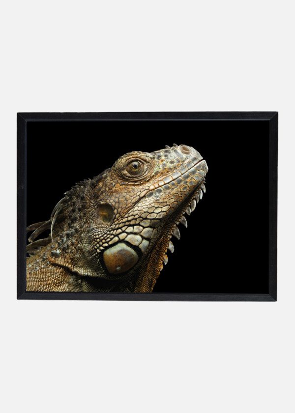 LIZARD