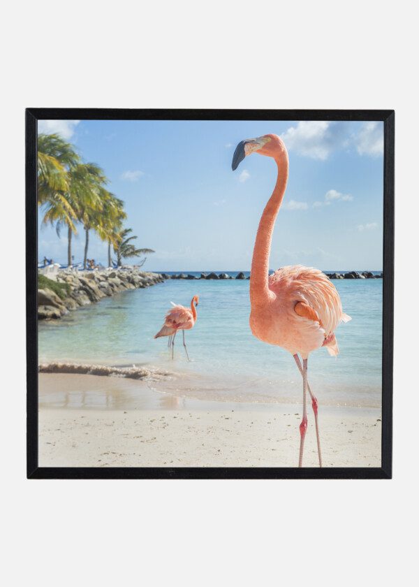 FLAMINGOS