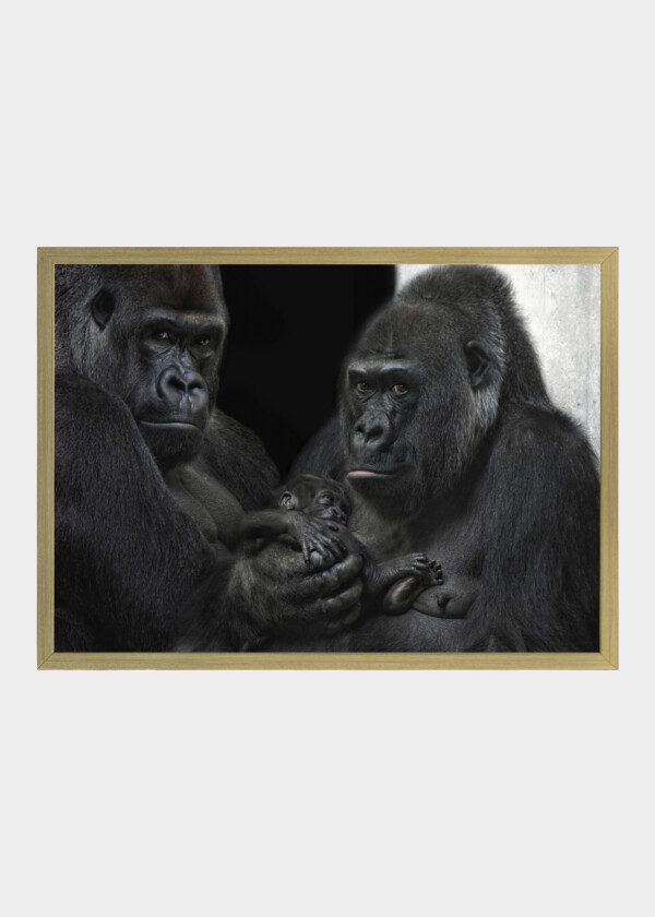 GORILLA