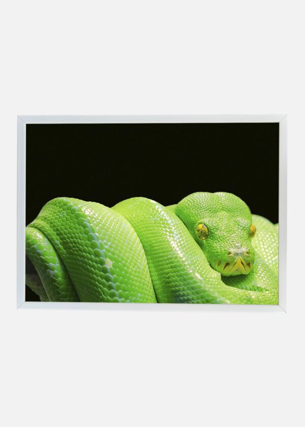 GREEN SNAKE