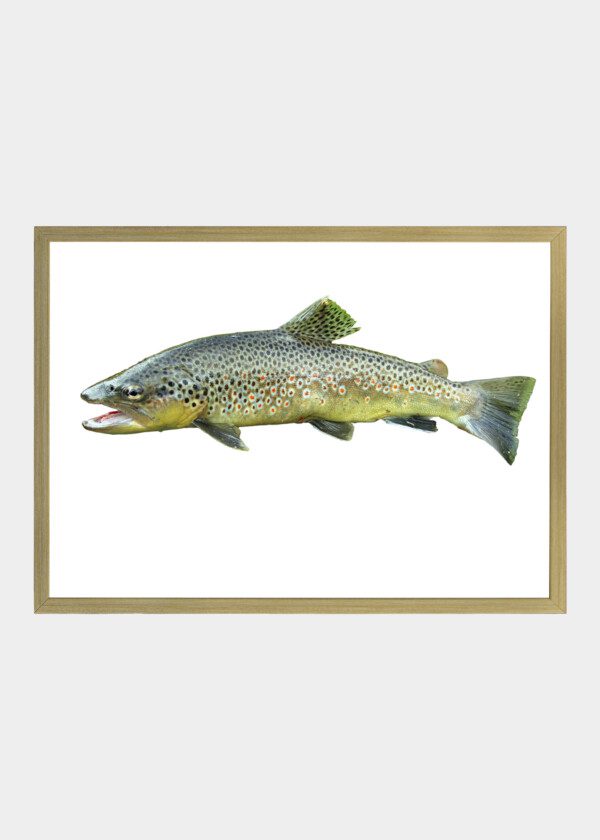 SALMON TROUT