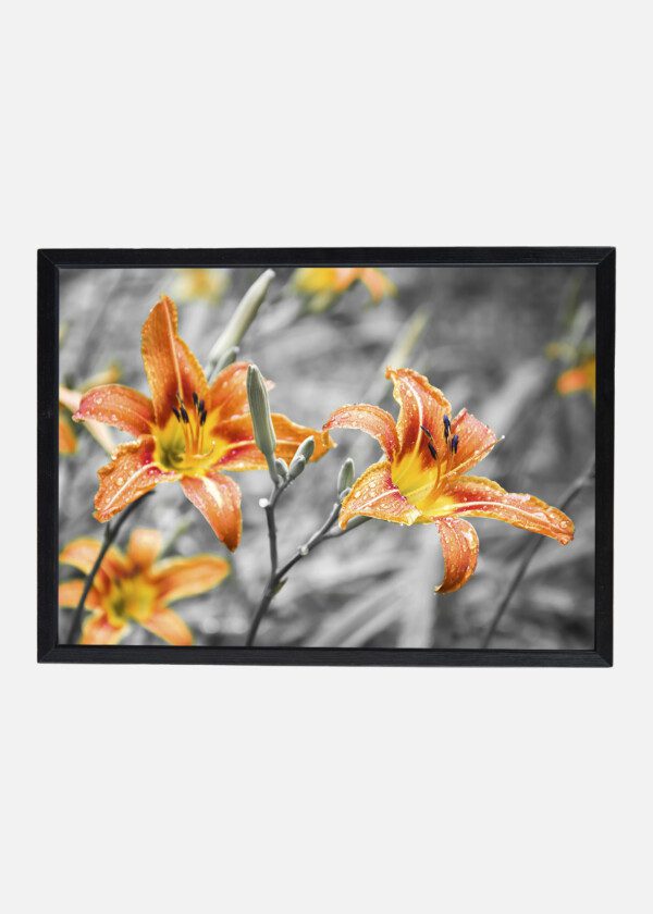 LILIES