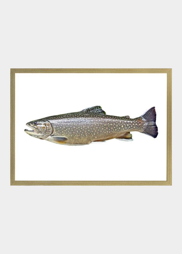 TROUT