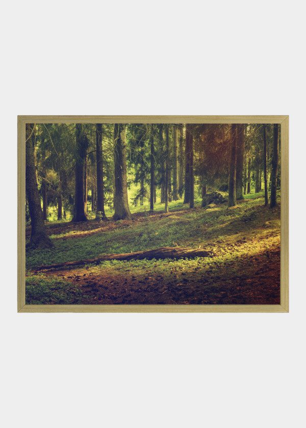 SPRUCE FOREST