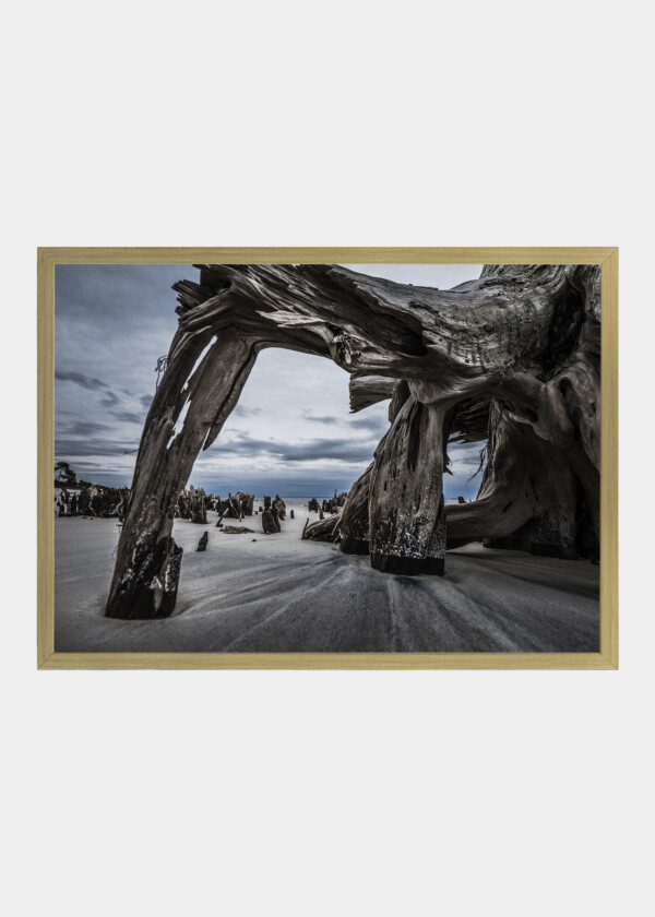 ROOTS ON A BEACH