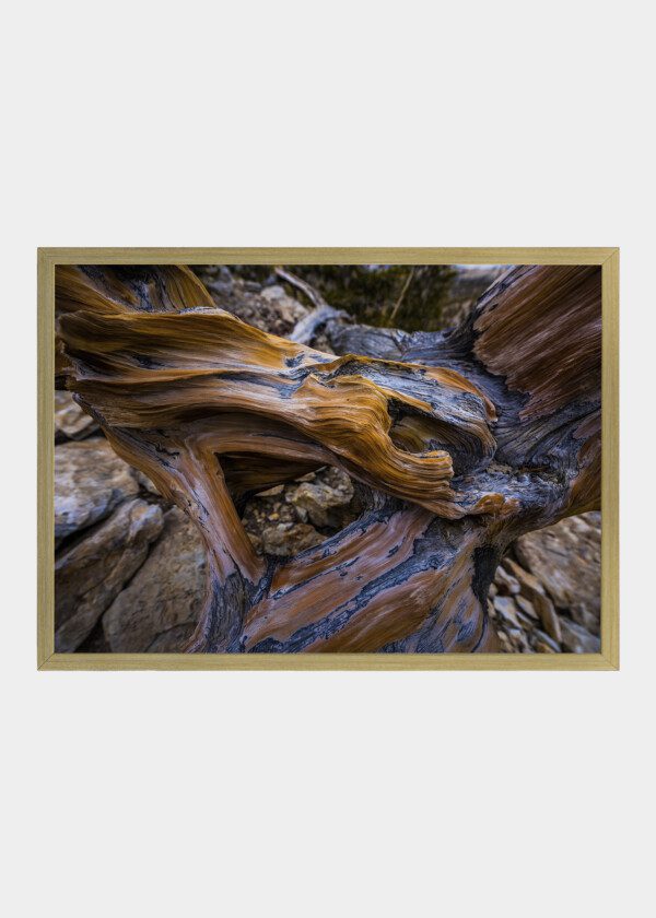 DRIFTWOOD