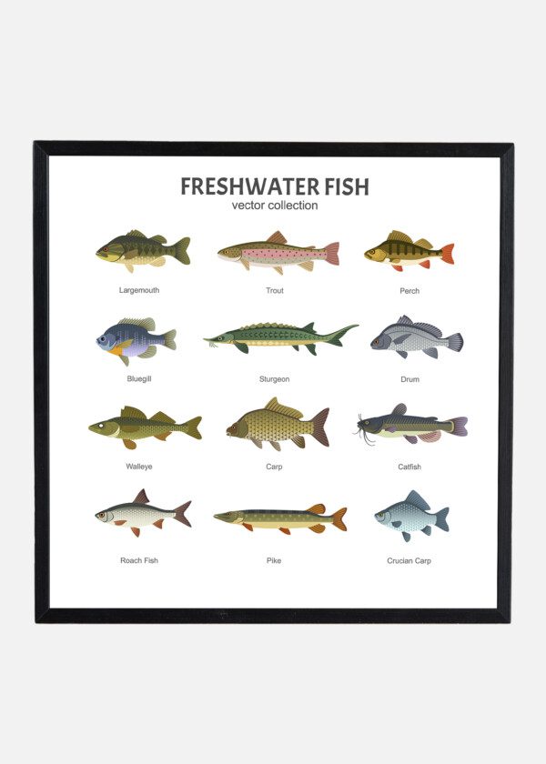 POSTER TWELVE FISHES