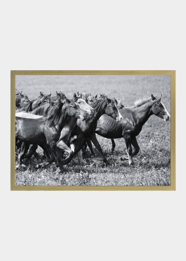 WILD HORSES