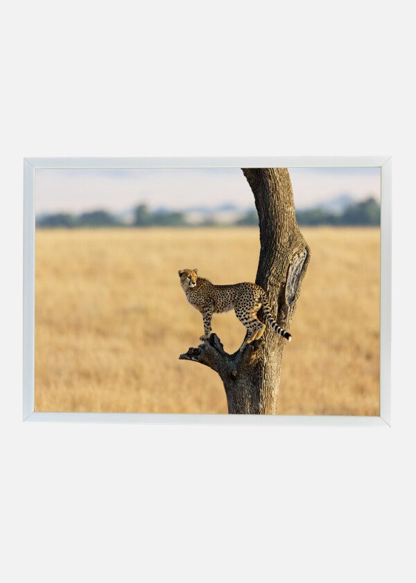 GEPARD