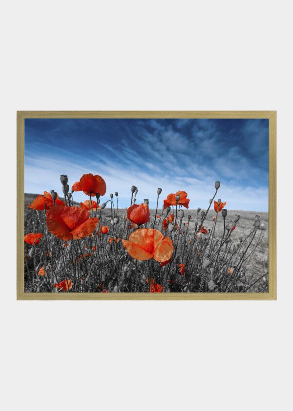POPPY FLOWERS