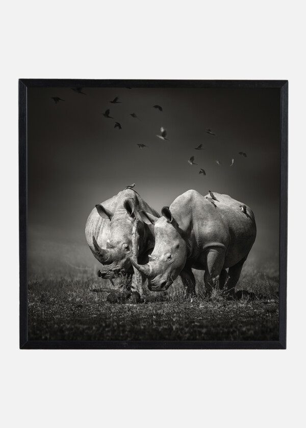 RHINOS