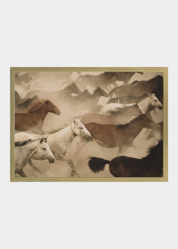 HORSES RUN GALLOP IN DUST