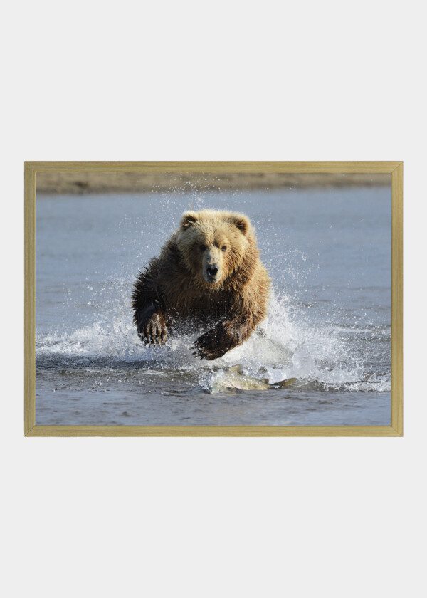 GRIZZLY BEAR JUMPING AT FISH