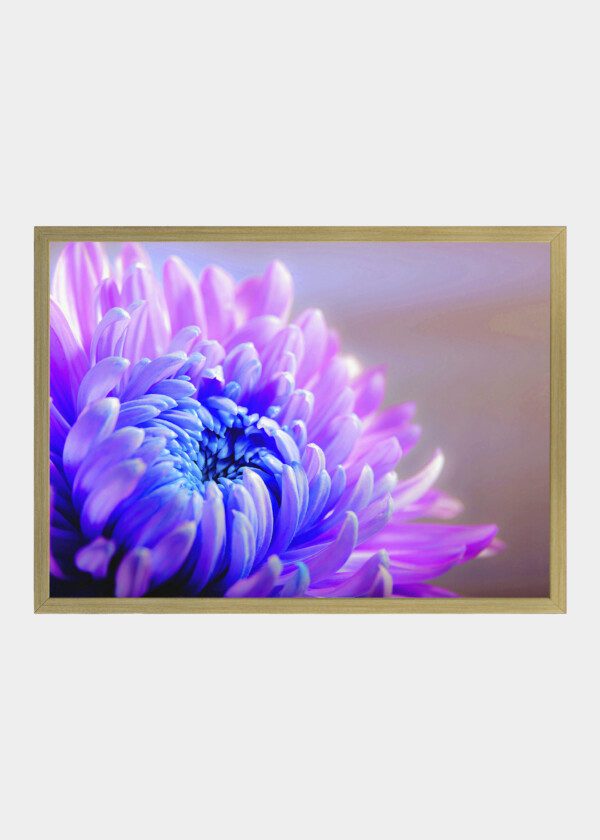HIGH RESOLUTION FLOWER OR ROSES
