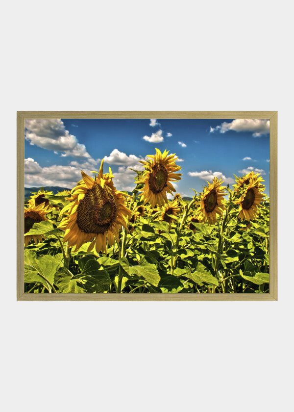 SUNFLOWERS BLOOMING ON FARM