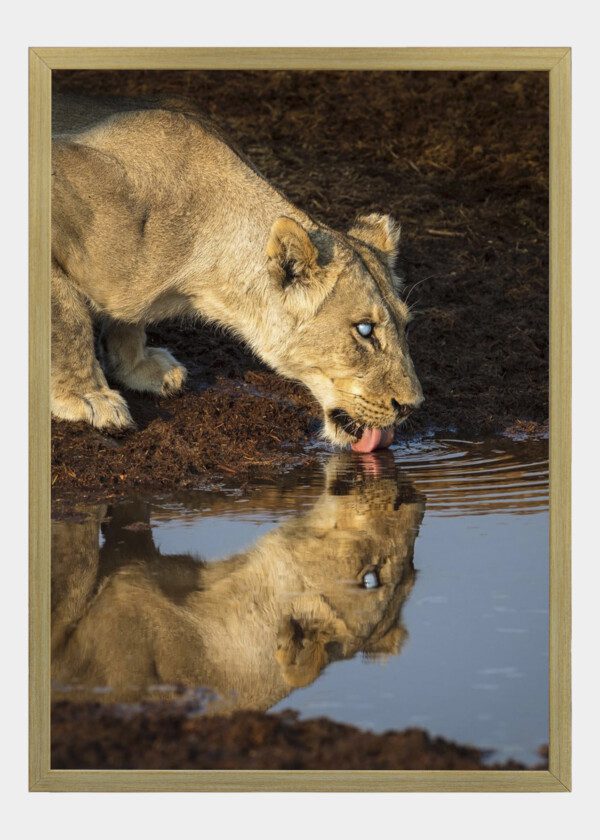 LION DRINKING WATER