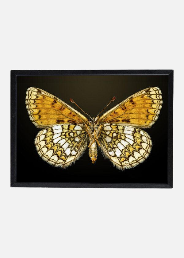 BUTTERFLY