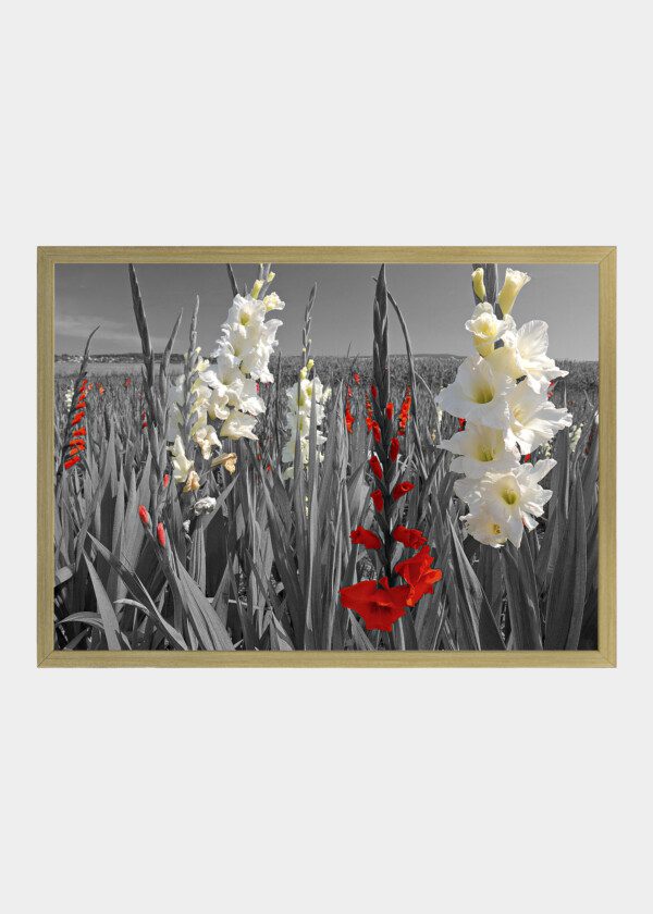 GLADIOLUS