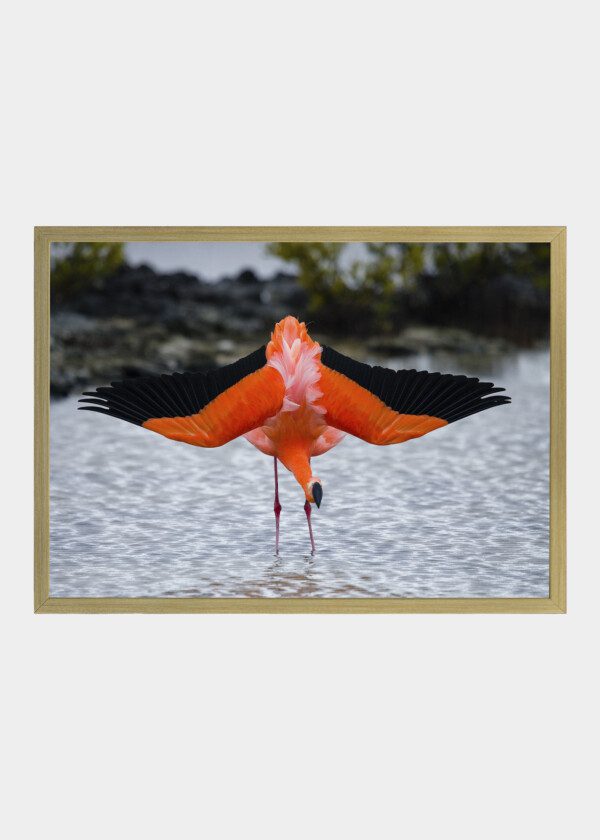 FLAMINGO