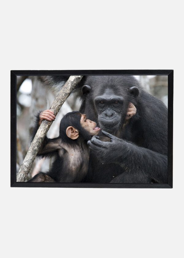 CHIMPANZEES WITH YOUNG