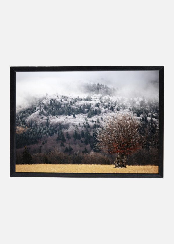 FOGGY FOREST