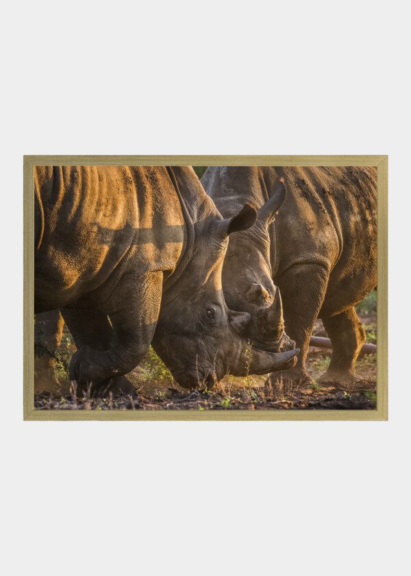 RHINOS