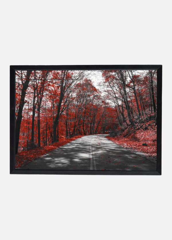 HIGHWAY THROUGH RED FALL TREES IN BLACK AND WHITE LANDSCAPE