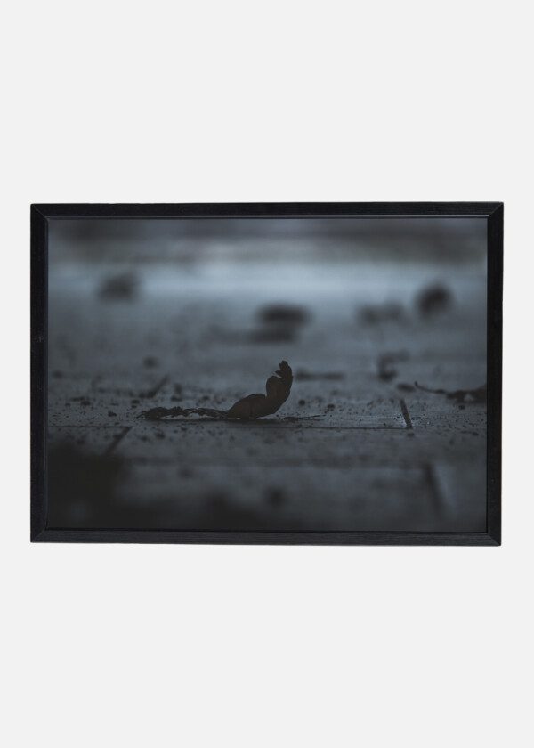 DRY LEAF, SPRING
