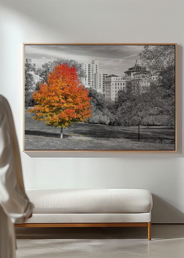COLORFUL FALL TREE WITH RED AND ORANGE LEAVES IN A BLACK AND WHITE LANDSCAPE SCENE IN CENTRAL PARK, NEW YORK