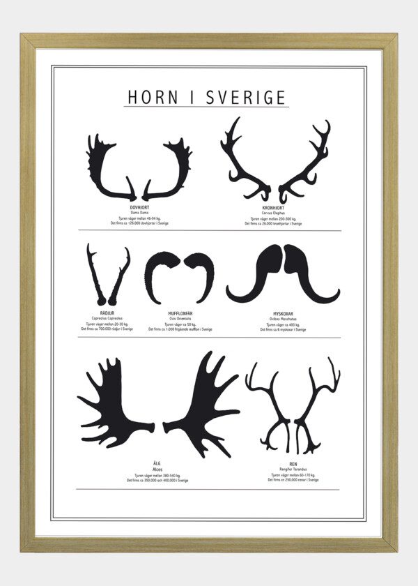 Motiv: Siluett av horn från svenska horndjur i svartvitt